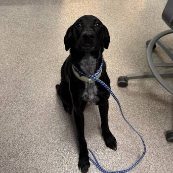 Kyzer -  Mixed Breed Dog for Adoption in Englewood, Florida - Kyzer | PetCurious