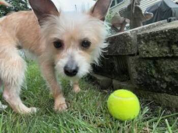 Sassy -  Terrier Dog for Adoption in Plainfield, Illinois - Sassy | PetCurious