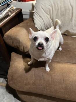 Nilla - TX -  Chihuahua Dog for Adoption in Bryan, Texas - Nilla - TX | PetCurious