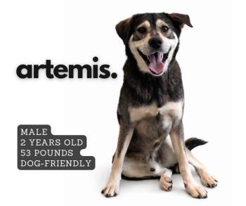 Mixed Breed Dogs Available for Adoption in Ashland, Kentucky - Artemis | PetCurious
