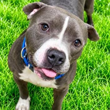 Lector -  Pit Bull Terrier Dog for Adoption in Battle Creek, Michigan - Lector | PetCurious