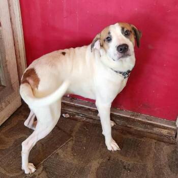 Rescue Foxhound and Mixed Breed Dogs for Adoption in Hackett, Arkansas - Yang | PetCurious