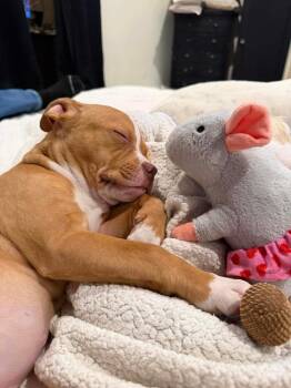 Pit Bull Terrier and American Staffordshire Terrier Dogs Available for Adoption - Sawyer (F 2026) | PetCurious