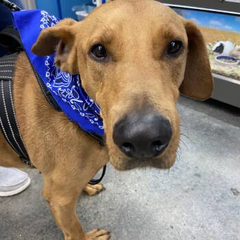 Rhodesian Ridgeback Dogs Available for Adoption in Virginia Beach, Virginia - Sammy  | PetCurious