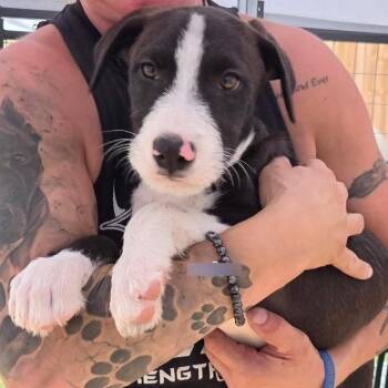 Elm -  Terrier and Mixed Breed Dog for Adoption in Lenexa, Kansas - Elm | PetCurious