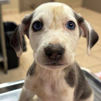 Valentino -  Hound and Mixed Breed Dog for Adoption in Birmingham, Alabama - Valentino | PetCurious