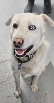 Rescue Labrador Retriever and Husky Dogs for Adoption in Terra Cotta, Ontario - Snoop Dawg | PetCurious
