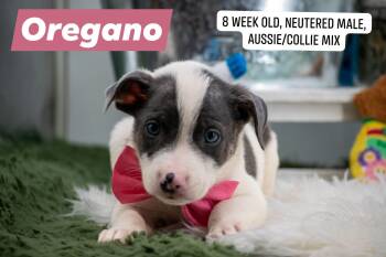Oregano -  Border Collie and Australian Shepherd Dog for Adoption in Sevierville, Tennessee - Oregano | PetCurious