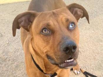 Bowie -  Mixed Breed Dog for Adoption in Georgetown, Texas - Bowie | PetCurious