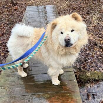 Max -  Chow Chow Dog for Adoption in Aldie, Virginia - Max | PetCurious