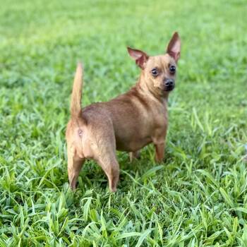 Slushy -  Chihuahua Dog for Adoption in Madrid, Iowa - Slushy | PetCurious