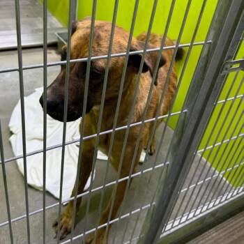 Bea2048 -  Shepherd and Mixed Breed Dog for Adoption in San Jacinto, California - Bea2048 | PetCurious