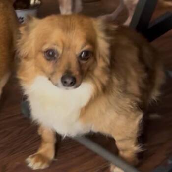 Chihuahua Dogs Available for Adoption - Diego | PetCurious