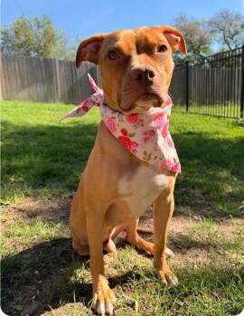 American Staffordshire Terrier and Boxer Dogs Available for Adoption in Garden Valley, Idaho - Buddy | PetCurious