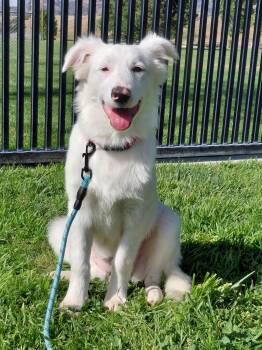 Blaze -  Great Pyrenees and Retriever Dog for Adoption in Piedmont, California - Blaze | PetCurious