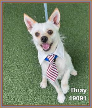 Chihuahua Dogs Available for Adoption in Marietta, Georgia - Duay(205) | PetCurious