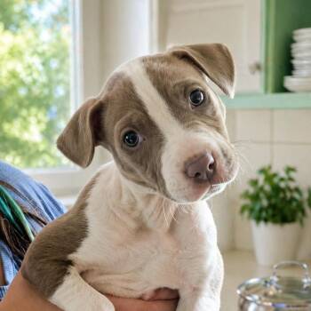 Pit Bull Terrier and Mixed Breed Dogs Available for Adoption in Carmel Hamlet, New York - Violet | PetCurious