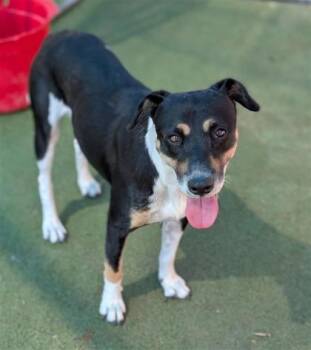 Blossom -  Labrador Retriever and Mixed Breed Dog for Adoption in El Paso, Texas - Blossom | PetCurious