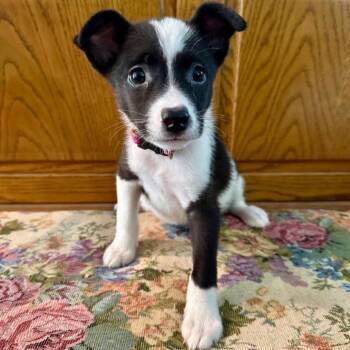 Dani Hosley D11343 -  Chihuahua and Terrier Dog for Adoption - Dani Hosley D11343 | PetCurious