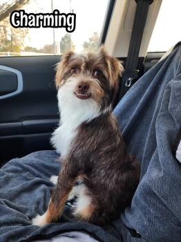 Yorkshire Terrier and Australian Shepherd Dogs Available for Adoption - Charming | PetCurious