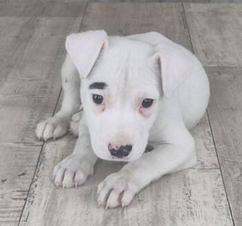 Terrier and Mixed Breed Dogs Available for Adoption in Shreveport, Louisiana - Trix | PetCurious