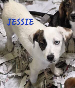 Jessie -  Jack Russell Terrier and Beagle Dog for Adoption in Momence, Illinois - Jessie | PetCurious