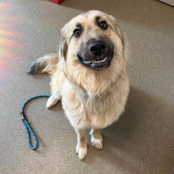 Luna -  German Shepherd Dog and Mixed Breed Dog for Adoption in Council Bluffs, Iowa - Luna | PetCurious