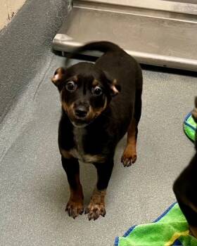 Rescue Mixed Breed Dogs for Adoption in Fort Worth, Texas - Swedish Fish | PetCurious