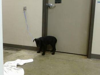 Rottweiler Dogs Available for Adoption in Ontario, California - A008647 | PetCurious