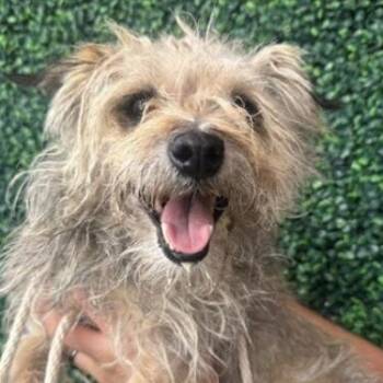 Dolores -  Terrier and Mixed Breed Dog for Adoption in Tacoma, Washington - Dolores | PetCurious