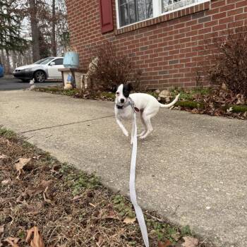 Cilene -  Chihuahua and Mixed Breed Dog for Adoption in Fredericksburg, Virginia - Cilene | PetCurious