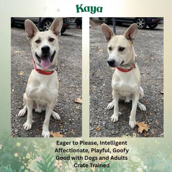 German Shepherd Dog Dogs Available for Adoption in Baltimore, Maryland - Kaya | PetCurious