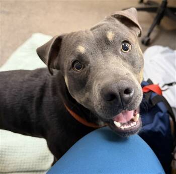 Rescue Pit Bull Terrier Dogs for Adoption in Ontario, California - CHANCE | PetCurious