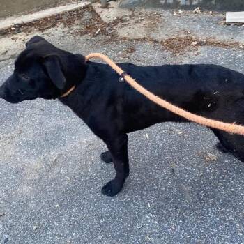 Mixed Breed Dogs Available for Adoption in Hamilton, Georgia - Liquorice 9533 | PetCurious