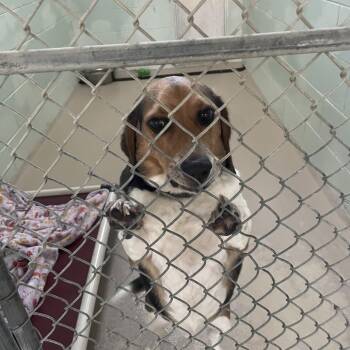 Chewie -  Beagle Dog for Adoption in Newark, New Jersey - Chewie | PetCurious