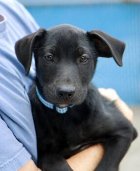 Daphne (AO37672) -  Labrador Retriever Dog for Adoption in Kansas City, Kansas - Daphne (AO37672) | PetCurious