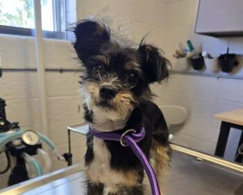 PANCHO -  Terrier Dog for Adoption in Olathe, Kansas - PANCHO | PetCurious