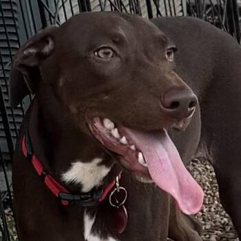 Rescue Terrier Dogs for Adoption in Richmond, Texas - Ristretto | PetCurious