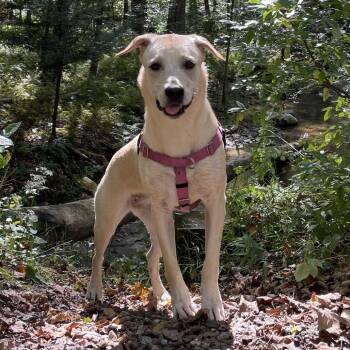 CT Layla (Home in Bethel CT) -  Labrador Retriever and Mixed Breed Dog Available for Adoption in Eastford, Connecticut - CT Layla (Home In Bethel CT) | PetCurious