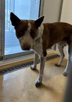 ELLA -  Australian Cattle Dog Blue Heeler Dog Available for Adoption in Casper, Wyoming - ELLA | PetCurious