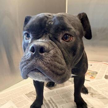 Harriet -  English Bulldog and Mixed Breed Dog for Adoption in Concord, North Carolina - Harriet | PetCurious