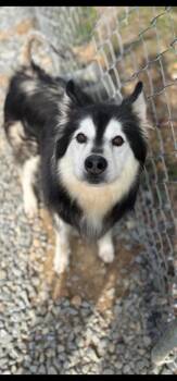 Opie -  Husky Dog for Adoption in Chuckey, Tennessee - Opie | PetCurious