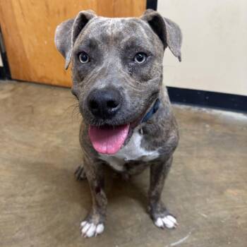 Abe -  Mixed Breed Dog for Adoption in Corinth, Mississippi - Abe | PetCurious