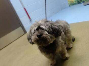 DIABLO -  Yorkshire Terrier and Mixed Breed Dog for Adoption in Moreno Valley, California - DIABLO | PetCurious
