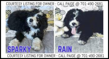 Bernedoodle Dogs Available for Adoption - Rain & Sparky - COURTESY LISTING FOR OWNER | PetCurious