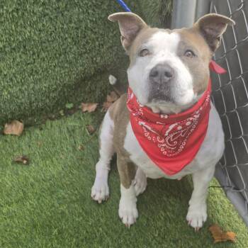 Nellie -  American Staffordshire Terrier Dog for Adoption in Oak Point, Texas - Nellie | PetCurious