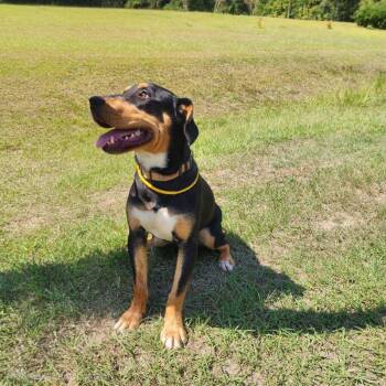 Patti -  Rottweiler and Hound Dog for Adoption in Manhasset, New York - Patti | PetCurious