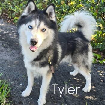 Siberian Husky Dogs Available for Adoption in Hollywood, Florida - Tyler | PetCurious