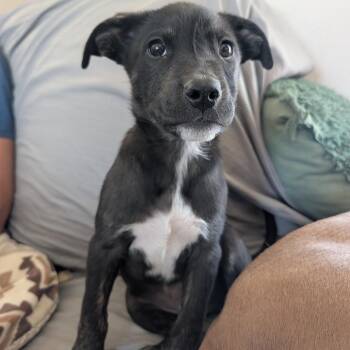 Toby -  Mixed Breed Dog for Adoption in Park City, Utah - Toby | PetCurious