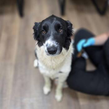 Border Collie Dogs Available for Adoption in Incline Village, Nevada - Christophe | PetCurious